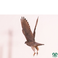 گونه ترمتای Merlin